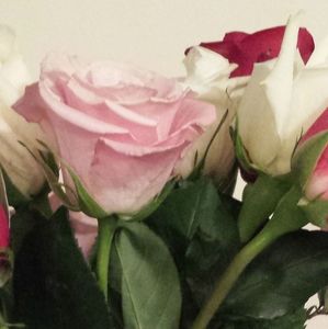 Meet your Posher, Ellen